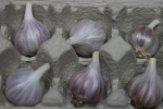 flat of culinary garlic at garlic goodness growing natural garlic and seasonal produce in red deer county ab