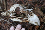 eagle skull found at garlic goodness growing natural garlic, seasonal vegetables and raising sustainable highland beef in red deer county ab