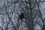 bald eagles at the red deer river