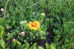 gaillardia at garlic goodness growing and selling natural garlic, seasonal vegetables and sustainable, grass-fed beef in red deer county, ab