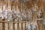 garlic hanging in the barn at garlic goodness growing and selling natural garlic, seasonal vegetables and sustainable, grass-fed beef in red deer county, ab