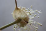 to show the scale of the garlic seeds at garlic goodness growing and selling natural garlic, seasonal vegetables and sustainable, grass-fed beef in red deer county, ab