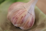 german red garlic bulb at garlic goodness growing and selling natural garlic, seasonal vegetables and sustainable, grass-fed beef in red deer county, ab