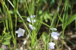 harebells growing in the woods at garlic goodness growing and selling natural garlic, seasonal vegetables and sustainable, grass-fed beef in red deer county, ab