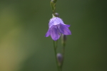 harebell at garlic goodness growing and selling natural garlic, seasonal vegetables and sustainable, grass-fed beef in red deer county, ab