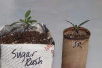 tomato seedlings in a toilet paper roll at garlic goodness growing natural garlic, seasonal vegetables and raising sustainable highland beef in red deer county ab