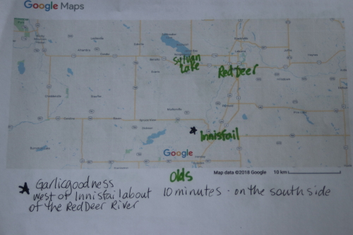 picture of a google map showing garlic goodness near innisfail alberta