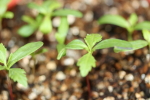 marigold seedlings at garlic goodness growing and selling natural garlic, seasonal vegetables and sustainable, grass-fed beef in red deer county, ab