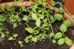 mint in may at garlic goodness growing natural garlic and seasonal vegetables near innisfail ab
