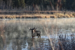 bull moose at garlic goodness growing and selling natural garlic, seasonal vegetables and sustainable, grass-fed beef in red deer county, ab