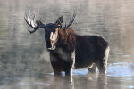 bull moose at garlic goodness growing and selling natural garlic, seasonal vegetables and sustainable, grass-fed beef in red deer county, ab