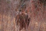 yearling moose at garlic goodness growing natural garlic, seasonal vegetables and raising sustainable highland beef in red deer county ab