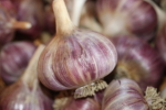 garlic bulbs at garlic goodness growing and selling natural garlic, seasonal vegetables and sustainable, grass-fed beef in red deer county, ab