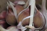 music garlic bulb at garlic goodness growing and selling natural garlic, seasonal vegetables and sustainable, grass-fed beef in red deer county, ab