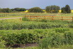 garden plan 2020 at garlic goodness growing natural garlic, seasonal vegetables and raising sustainable highland beef in red deer county ab