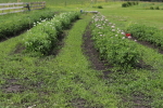 garden plan 2020 at garlic goodness growing natural garlic, seasonal vegetables and raising sustainable highland beef in red deer county ab