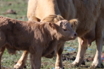 This season's calves at garlic goodness growing and selling natural garlic, seasonal vegetables and raising sustainable grass-fed beef in red deer county ab