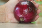 ruby ring onion at garlic goodness growing and selling natural garlic, seasonal vegetables and sustainable, grass-fed beef in red deer county, ab