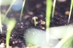 onion seedling at garlic goodness growing natural garlic, seasonal vegetables and raising sustainable highland beef in red deer county ab
