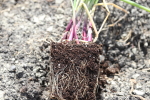 ruby ring onion transplant at garlic goodness growing natural garlic, seasonal vegetables and raising sustainable highland beef in red deer county ab