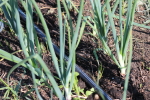 onions with drip tape at garlic goodness growing and selling natural garlic, seasonal vegetables and sustainable, grass-fed beef in red deer county, ab