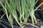 onion seedlings at garlic goodness growing and selling natural garlic, seasonal vegetables and sustainable, grass-fed beef in red deer county, ab