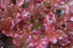 red lettuce at garlic goodness growing natural garlic, seasonal vegetables and raising sustainable highland beef in red deer county ab