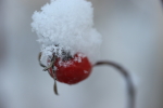 snow on the rosehips at garlic goodness in red deer county ab