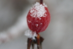snowflakes on a rosehip at garlic goodness in red deer county ab