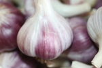 garlic bulbs at garlic goodness growing and selling natural garlic, seasonal vegetables and sustainable, grass-fed beef in red deer county, ab