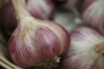 russian red garlic bulb at garlic goodness growing and selling natural garlic, seasonal vegetables and sustainable, grass-fed beef in red deer county, ab