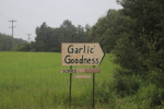 sign on range road 12 pointing you to garlic goodness near innisfail ab