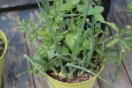 salsa planter at garlic goodness growing natural garlic and seasonal vegetables near innisfail, ab