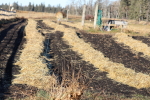 garlic patch at garlic goodness growing natural garlic, seasonal vegetables and raising sustainable highland beef in red deer county ab