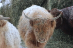 Scottish highland yearling at garlic goodness growing and selling natural garlic, seasonal vegetables and sustainable, grass-fed beef in red deer county, ab