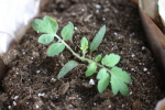 tomato seedling in a compostable bag at garlic goodness growing natural garlic, seasonal vegetables and raising sustainable highland beef in red deer county ab