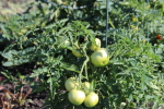 tomatoes July 11 at garlic goodness growing natural garlic in red deer county ab