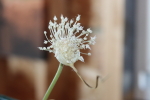 chesnok umbel at garlic goodness growing and selling natural garlic, seasonal vegetables and sustainable, grass-fed beef in red deer county, ab