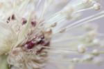 umbel spikes at garlic goodness growing and selling natural garlic, seasonal vegetables and sustainable, grass-fed beef in red deer county, ab