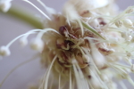 umbel spikes at garlic goodness growing and selling natural garlic, seasonal vegetables and sustainable, grass-fed beef in red deer county, ab