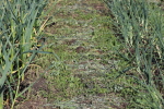weeds wilting between the rows at garlic goodness growing and selling natural garlic, seasonal vegetables and sustainable, grass-fed beef in red deer county, ab