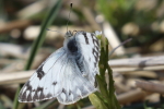 western white butterfly at garlic goodness growing and selling natural garlic, seasonal vegetables and raising sustainable highland beef in red deer county ab
