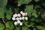 white berried baneberry at garlic goodness growing natural garlic and seasonal produce in red deer county ab
