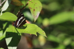 white admiral butterfly at garlic goodness in red deer county alberta